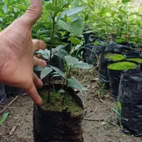 فروش نشابرگ بو ۱ساله، تعدادحدود۵هزارتاقیمت توافقی|گل و گیاه طبیعی|کلاچای, |دیوار