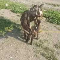 بز دو دونی یکی مرده سالم