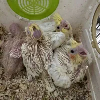 عروس هلندی  و جوجه عروس|پرنده|اراک, |دیوار