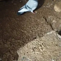 کبوتر پلاکی