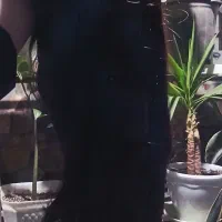 کلاه گیس