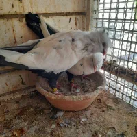 یک نر و ماده و یک اشعل سرور|پرنده|شیراز, آزادگان|دیوار