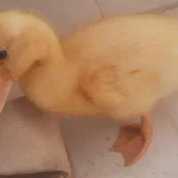 جوجه اردک سرحال و بازیگوش