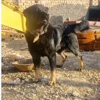 توله سرابی نر