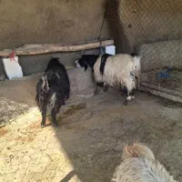 فروش دوعدد بز و یه بزغاله ماده