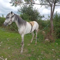 اسب عرب مسابقه ایی|اسب و تجهیزات اسبسواری|سنگر, |دیوار