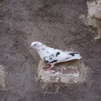 طوقی صیدشده