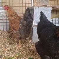 مرغ فریح تخم گزار