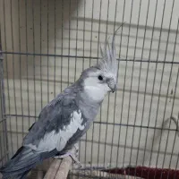 یک عدد عروس هلندی نر مست وایت فیس