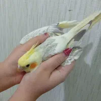 هلندی عروس|پرنده|قوچان, |دیوار