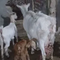 شاه بز سانن سه قلوزا