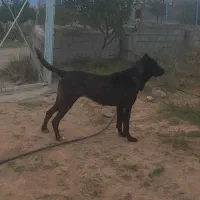 ماده سرابی گم شده