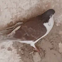 ۲عدد کفتر گرفتنی پرشی|پرنده|سبزوار, فرهنگیان|دیوار