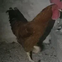 مرغ و خروس
