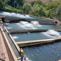 نگهبان پرورش ماهی