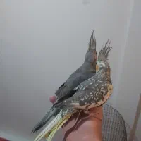 عروس هلندی|پرنده|تهران, سلیمانی|دیوار