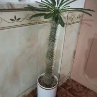 گل نخل ماداگاسکار با گلدان|گل و گیاه طبیعی|کرمانشاه, |دیوار