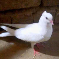کبوتر جوجه سفید کاکلی