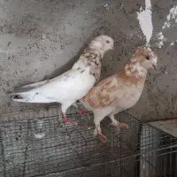 کفتر زرد سرور دوکتی اصفانی