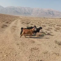 ۴ راس بز جوان چاق