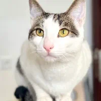 واگذاری گربه dsh