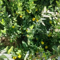 نهال|گل و گیاه طبیعی|ایذه, |دیوار