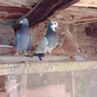 کفتر|پرنده|سبزوار, قصبه شرقی|دیوار