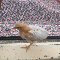 جوجه دوماهه