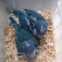 طوطی راهب زرد سفید آبی و پسته ای|پرنده|اهواز, شهرک شهید عباس پور|دیوار