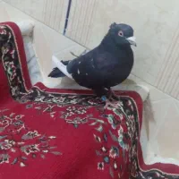 کفتر نر پرشی تهرانی وزد|پرنده|هامون, |دیوار