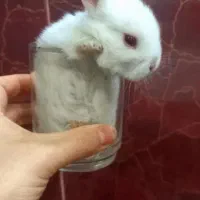 بچه خرگوش چشم شرابی