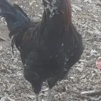 فروش خروس گلین لری