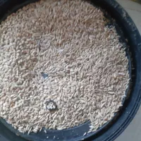 فروش گندم حدود ۱۲ تن کیلویی ۴۹