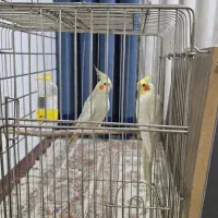 عروس هلندی به شرط تخم و جوجه