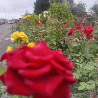 فیکوس،لاوسون،پتوس،رزلوکس