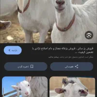 فروش بزغاله نر