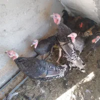 غاز..بوقلمون..