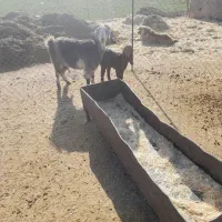 بز و‌ بزغاله