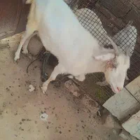 گوسفند ماده دوقلو را و دوتا نر