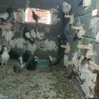 نر سوراخ|پرنده|ماهان, |دیوار