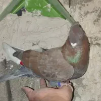 کفتر نوک کوچیک عطیقه