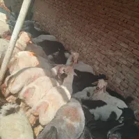 بره جفتی ۸۰|حیوانات مزرعه|سیدان, |دیوار