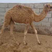 بچه شتر یک ساله