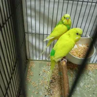 مرغ عشق اسپانسل رنگ خاص کمیاب و زیبا