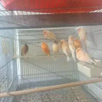 قناری نر و ماده|پرنده|سمنان, |دیوار