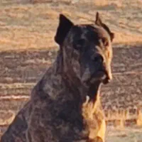 توله سگ کن کورسو روتوایلر|سگ|کرمانشاه, |دیوار