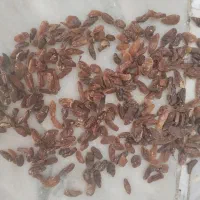 کشمش آفتابی درج یک