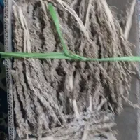 نر خرما پور گرد و تضمینی یک کیلو