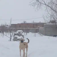 سگ سرابی|سگ|خواجه, |دیوار