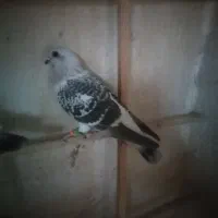 کبوتر شامی ماده|پرنده|قوچان, |دیوار